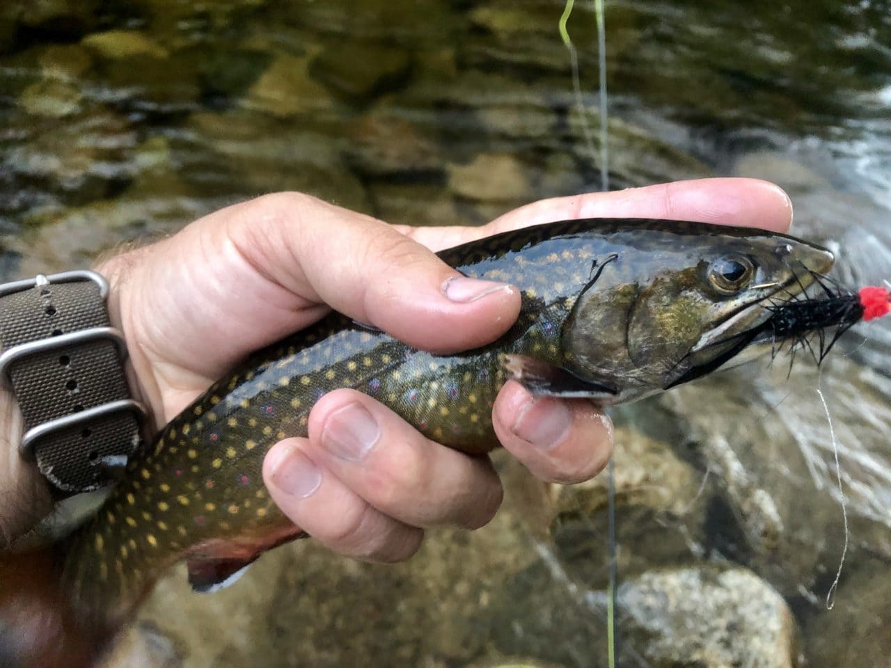 Video & Photos Fly Fishing New Hampshire White Mountains Swift River