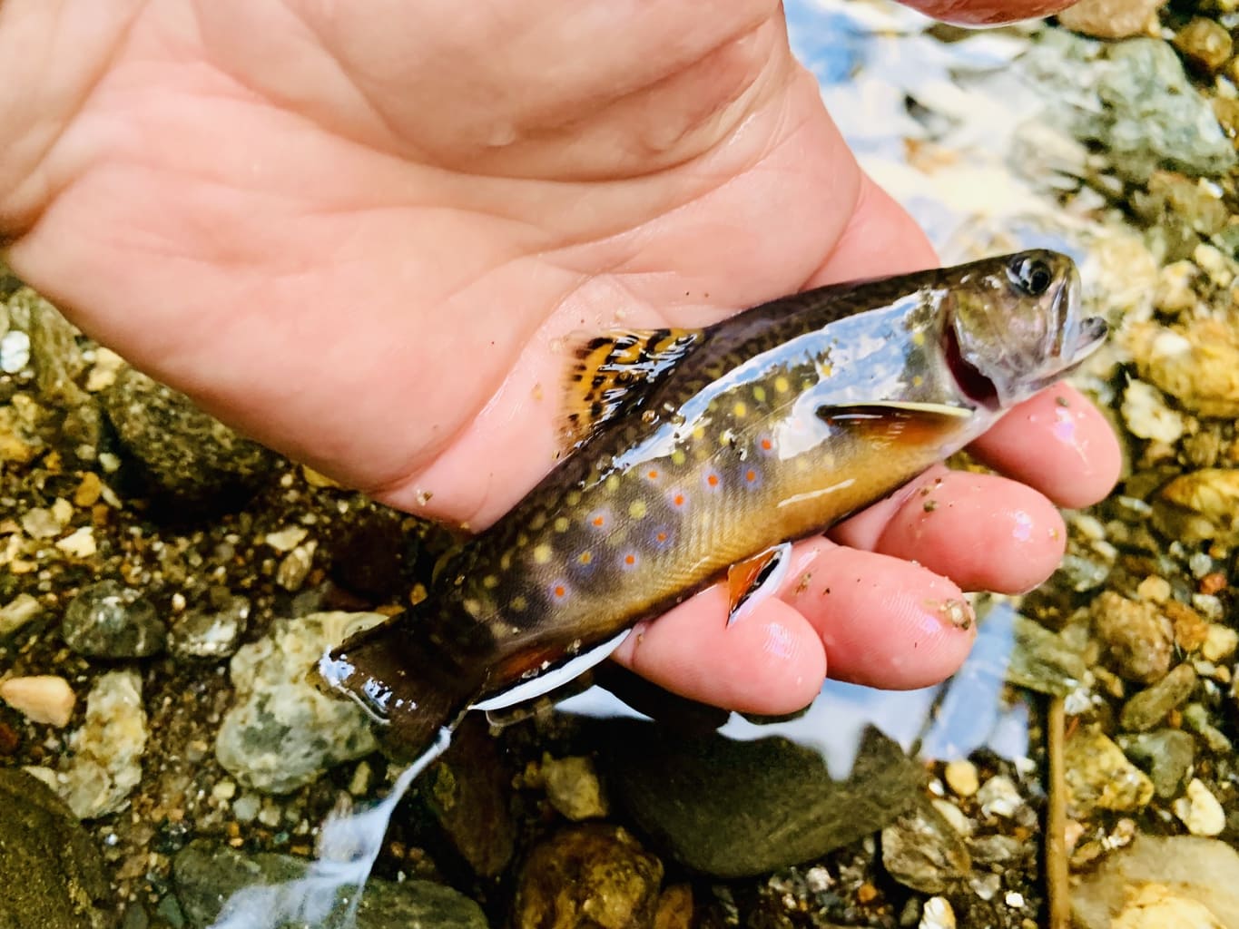 Fly Fishing Conway NH with Swift River Ghillie