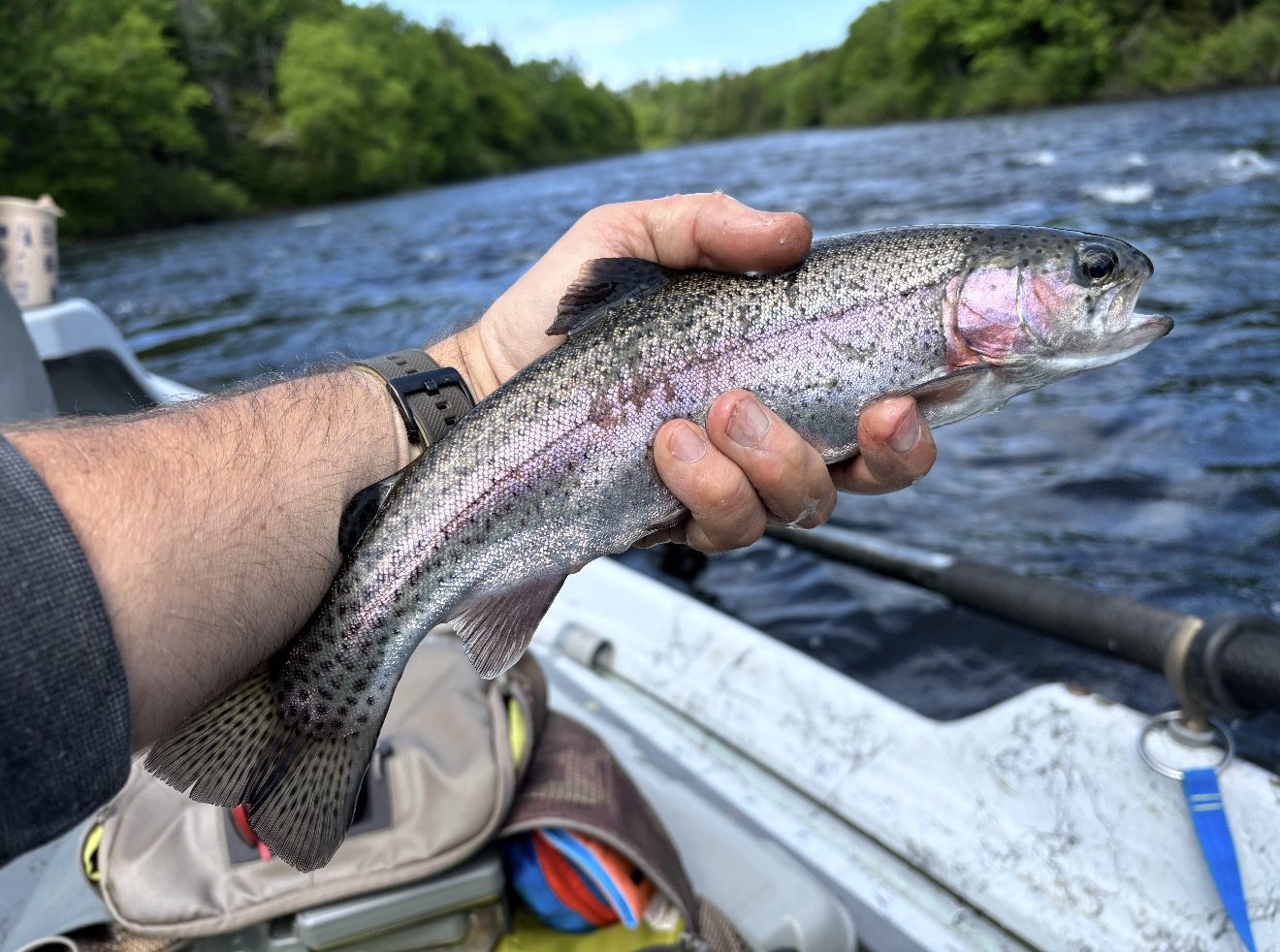 Fly Fishing Conway NH with Swift River Ghillie